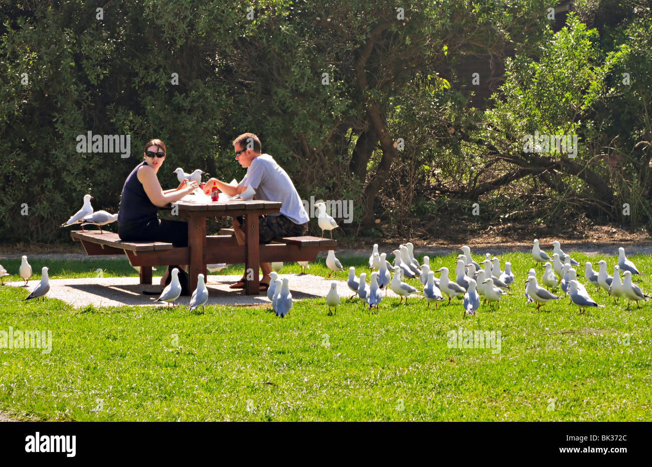 Gulls mob a couple trying to eat a picnic lunch in the park Stock Photo