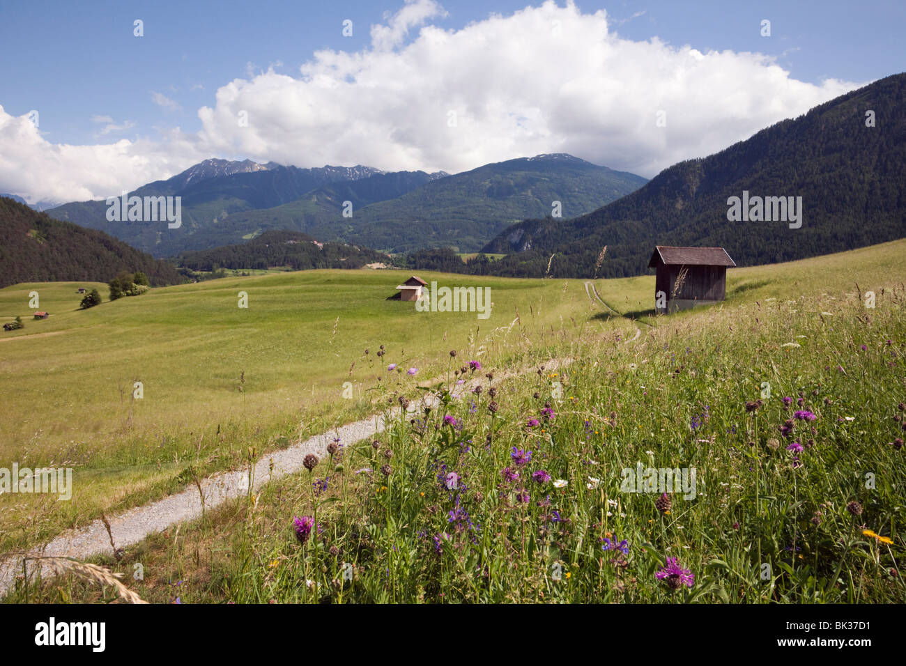 Summer Alpine flowers and meadows in green valley, Imst, Austria, Europe Stock Photo