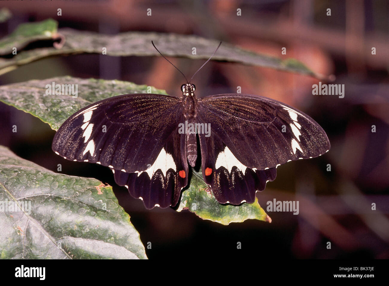 Butterfly. Melbourne, Australia Stock Photo Alamy