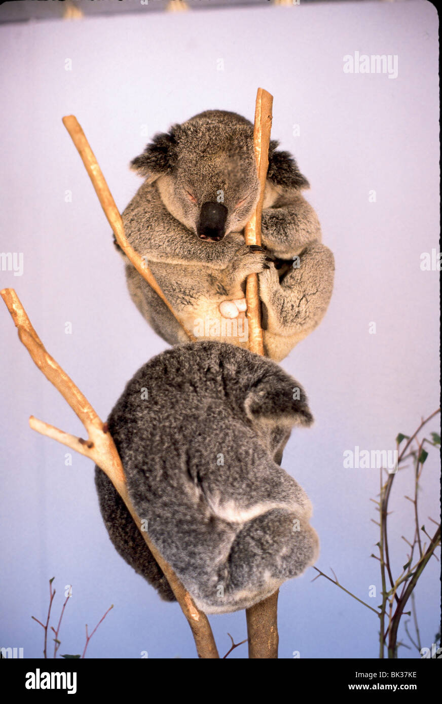 Koala bears in zoo australia hi-res stock photography and images - Alamy