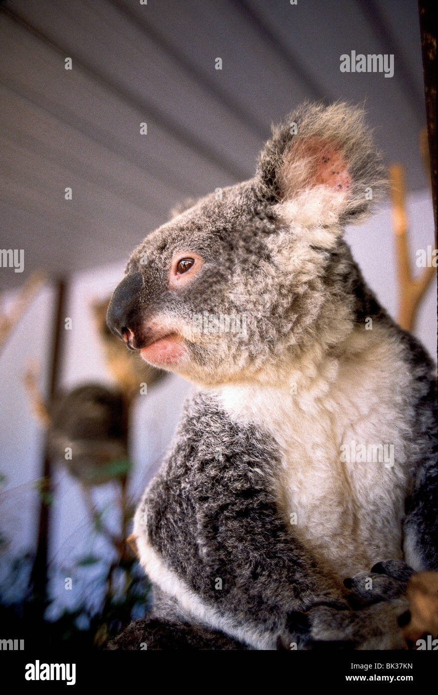 Koala bears in sydney zoo hi-res stock photography and images - Alamy