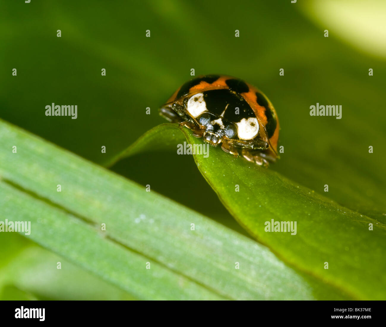 close up of the harlequin ladybird, Harmonia axyridis Stock Photo