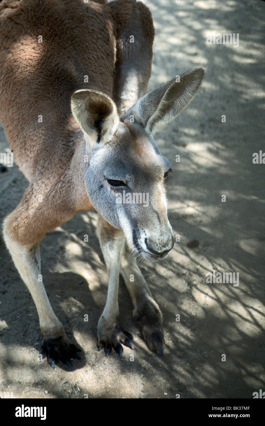 Kangaroos at the zoo in Sydney, Australia Stock Photo Alamy