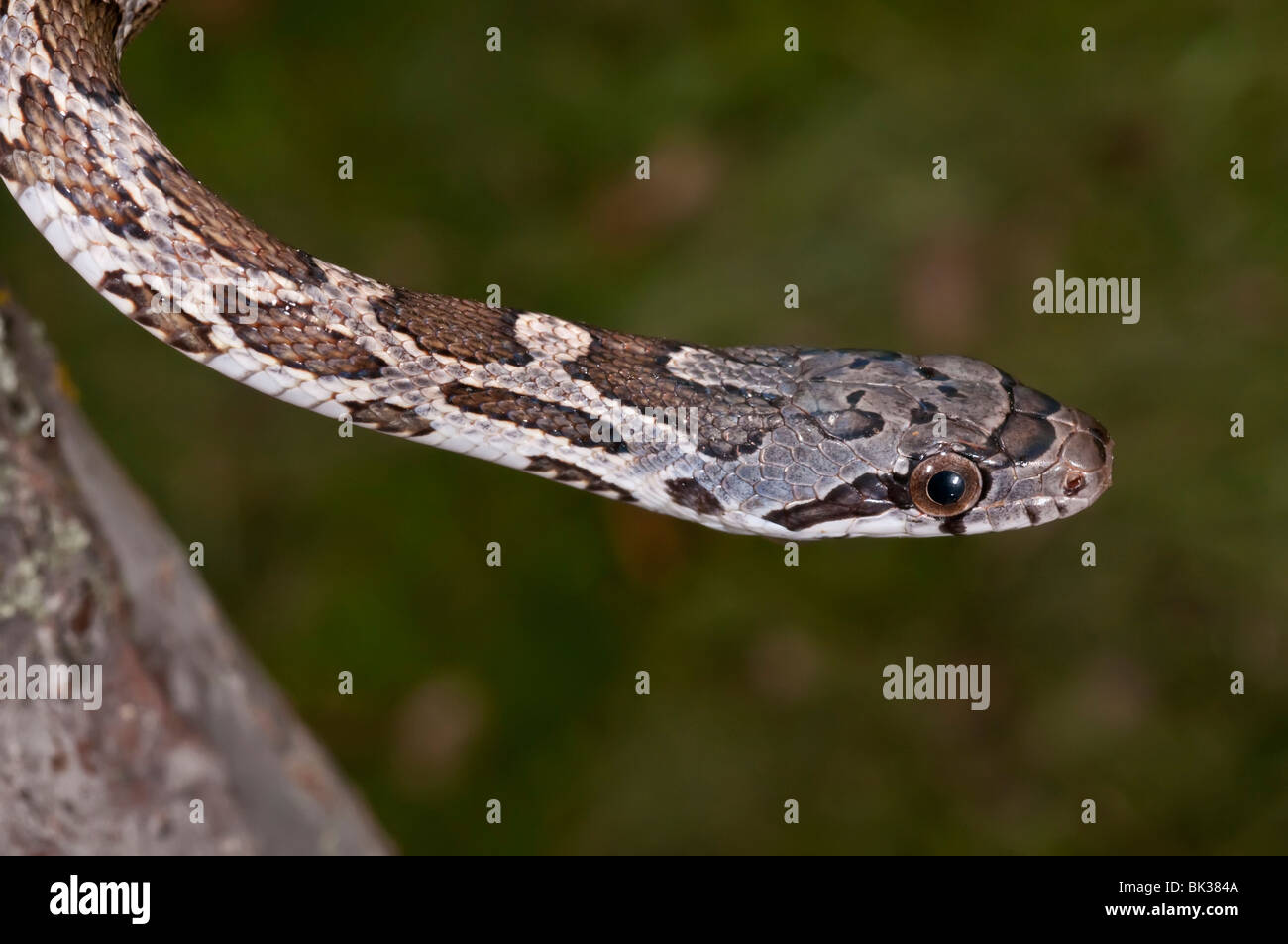 Texas rat snake, Elaphe obsoleta lindheimeri, native to Texas, Louisiana, Arkansas and Oklahoma Stock Photo