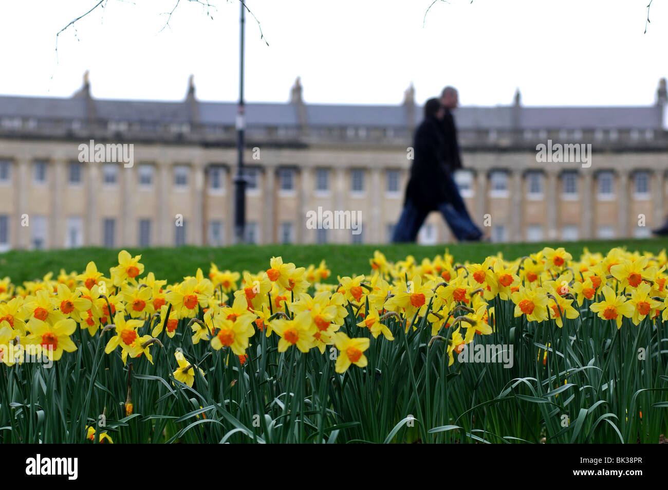 Daffodils in spring with the Royal Crescent in background, Bath, Somerset, England, UK Stock Photo