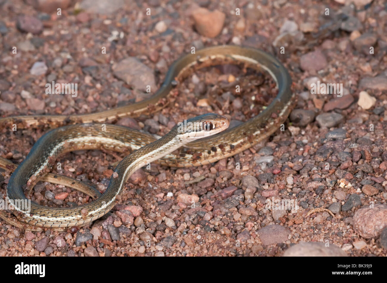 Peninsula Ribbon Snake, Thamnophis Sauritus Sackenii, Green Phase ...