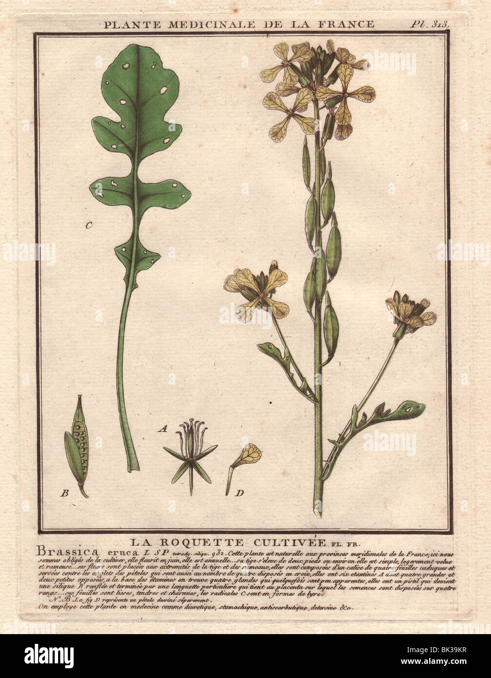 Rocket or arugula La roquette cultivee (Brassica eruca Stock Photo Alamy