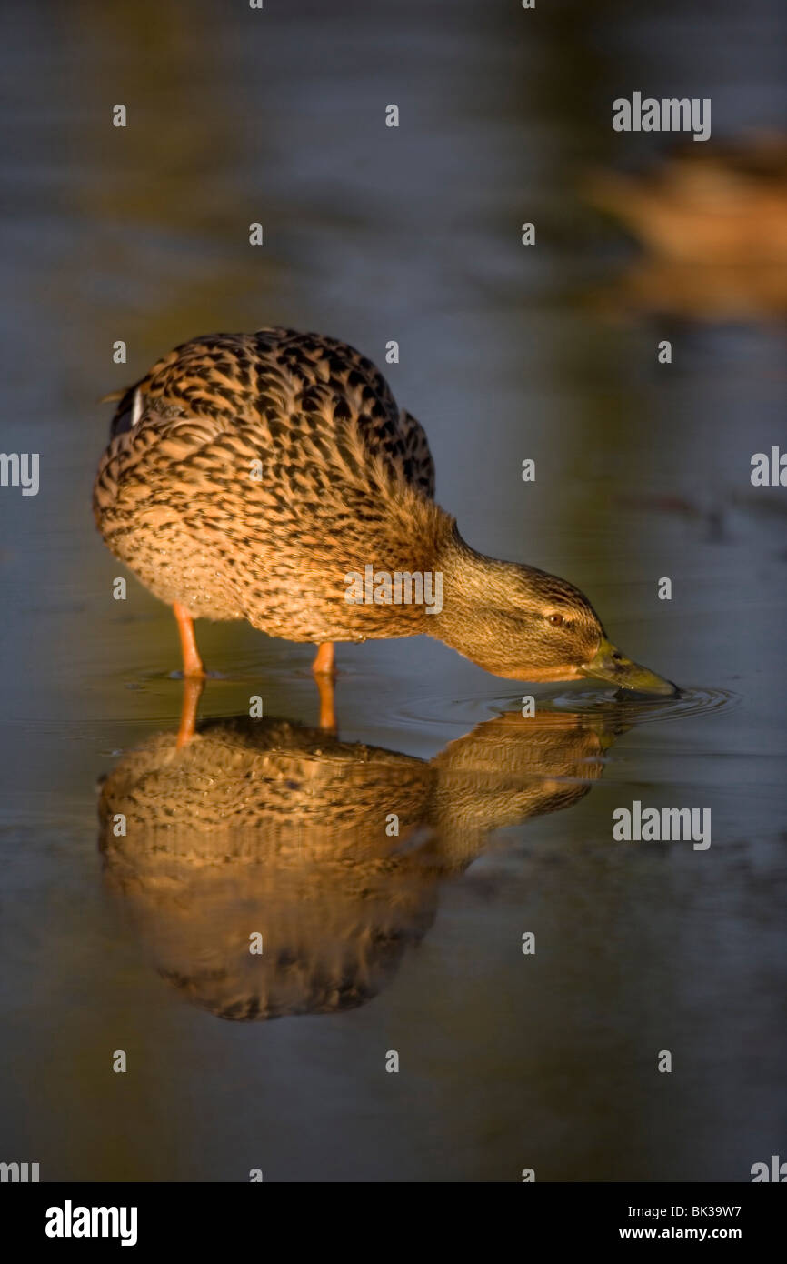 Female mallard duck in winter Stock Photo