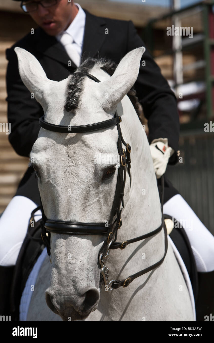 Training during an exercise of equestrian morphology of horses of pure Spanish race in Estepona, Malaga province, Andalusia, Spain Stock Photo