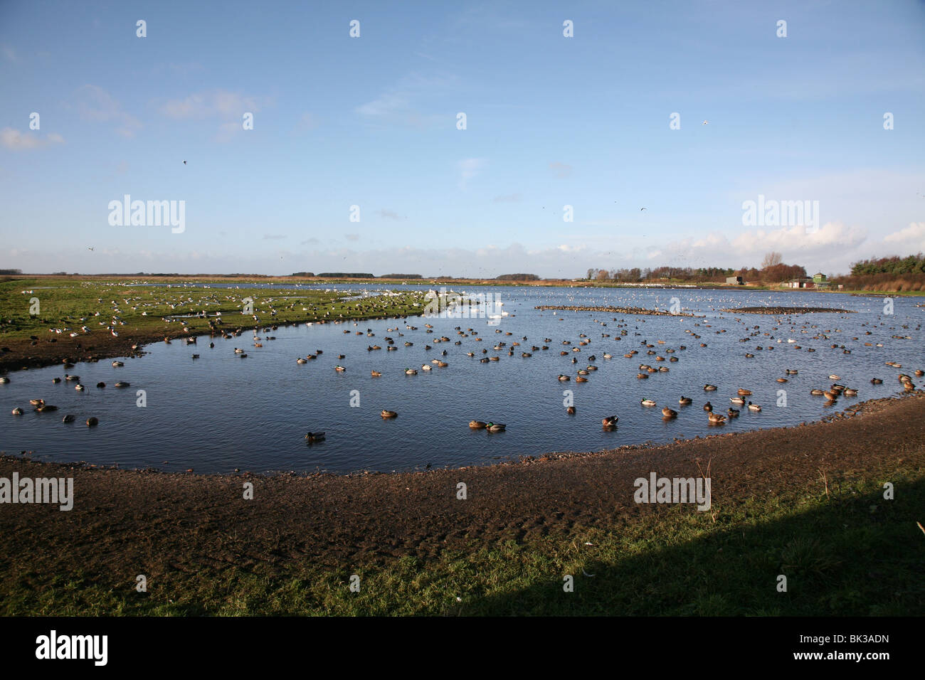 Martin Mere, wetland nature reserve managed by the Wildfowl and
