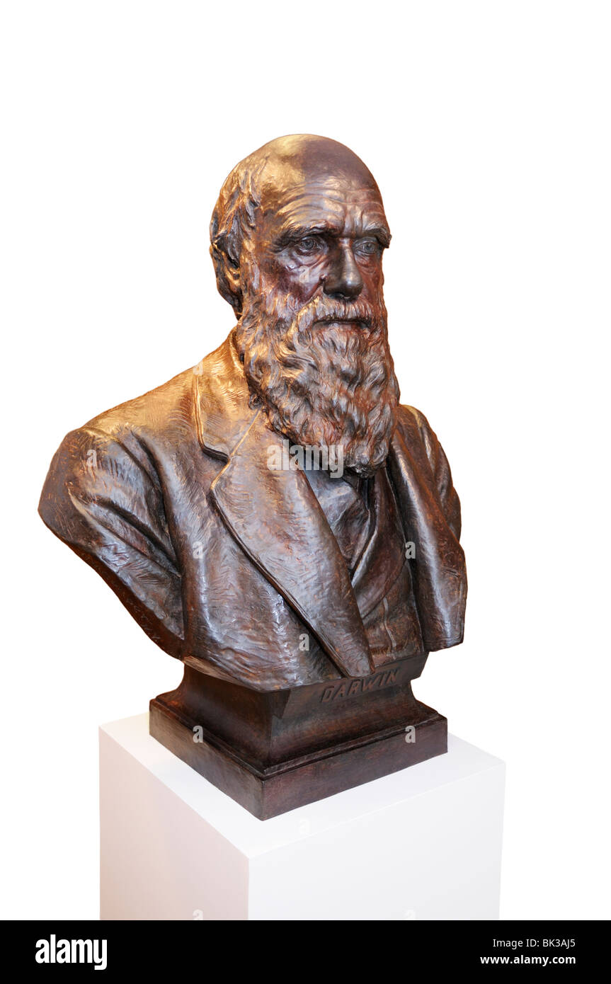 Charles Darwin, bust, New York Academy of Sciences Stock Photo