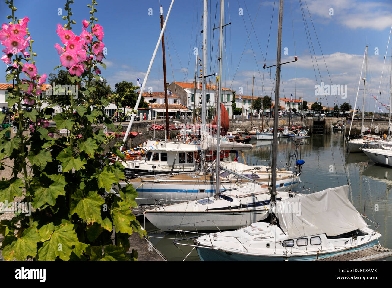 Hollyhocks on the quayside, Ars-en-Re, Ile de Re, Charente Maritime, France, Europe Stock Photo