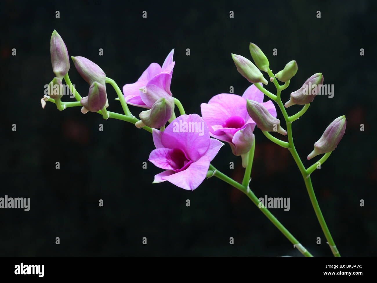 Dendrobium Orchid flower Stock Photo