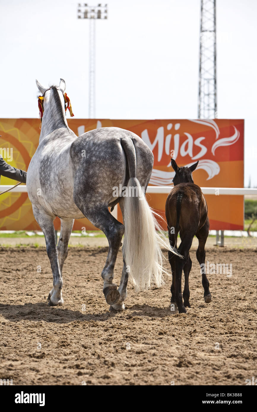 Breeding of purebred Spanish horse, Spain Stock Photo Alamy