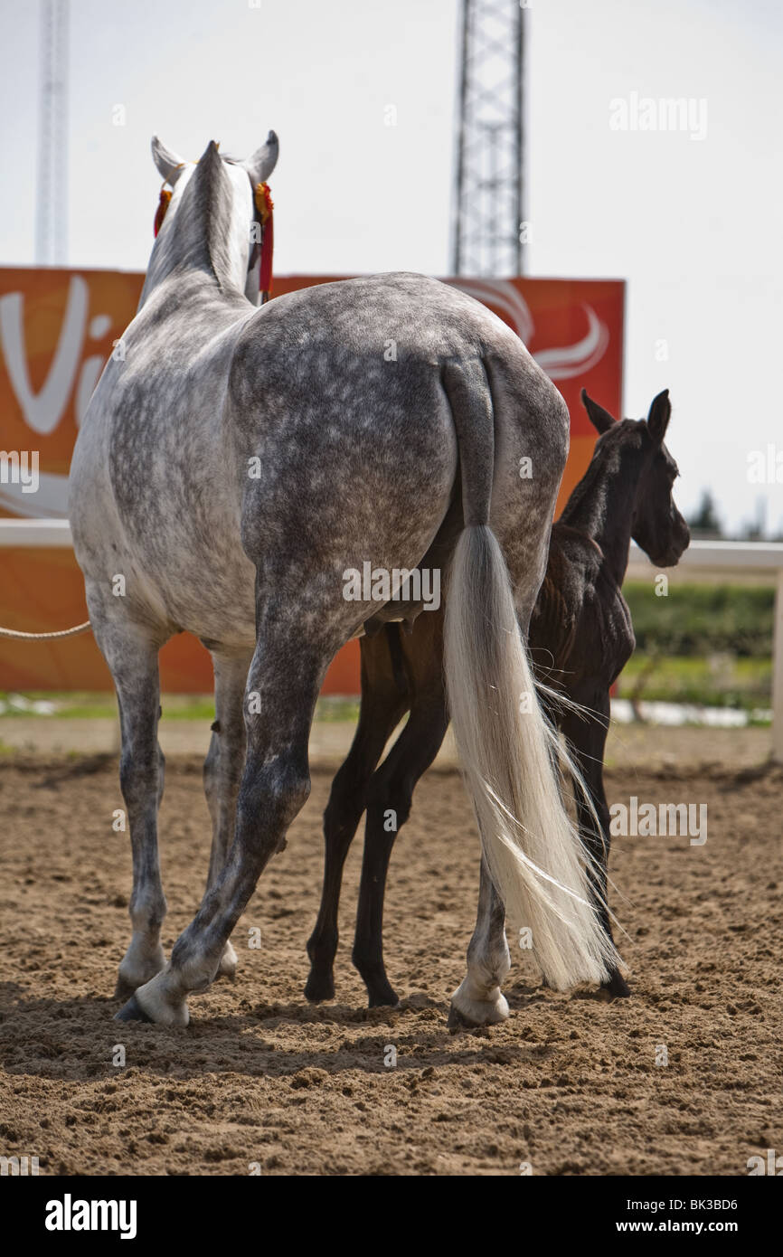Breeding of purebred Spanish horse, Spain Stock Photo Alamy