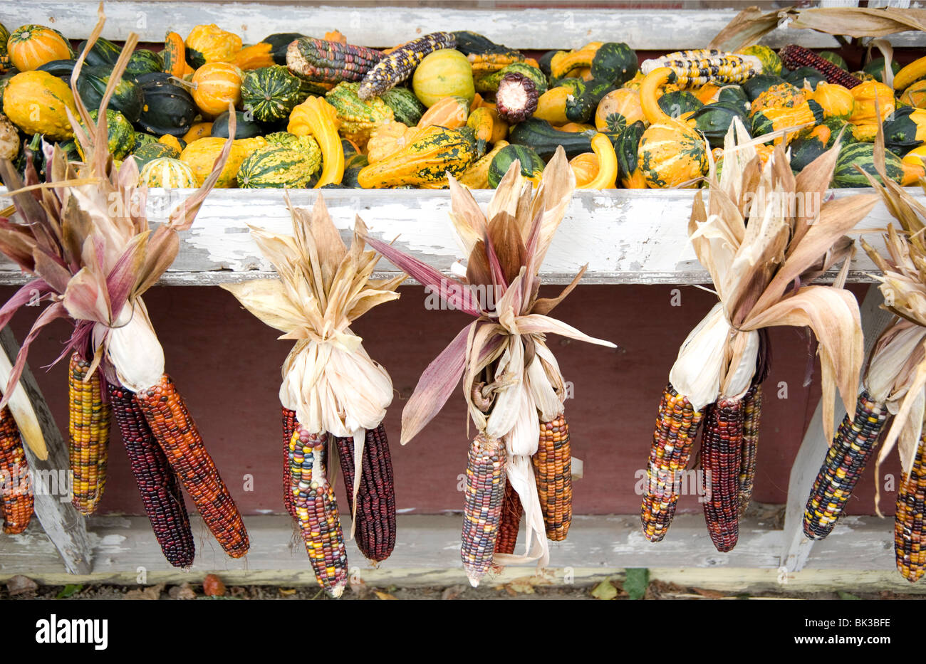 Indian corn and gourds for sale at a roadside stand in Massachusetts, New England, United States of America, North America Stock Photo