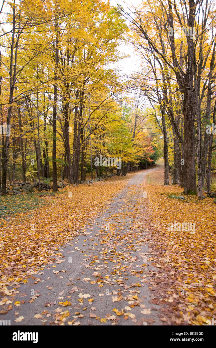 Autumn leaves on a country road in Vermont, New England, United States of America, North America Stock Photo
