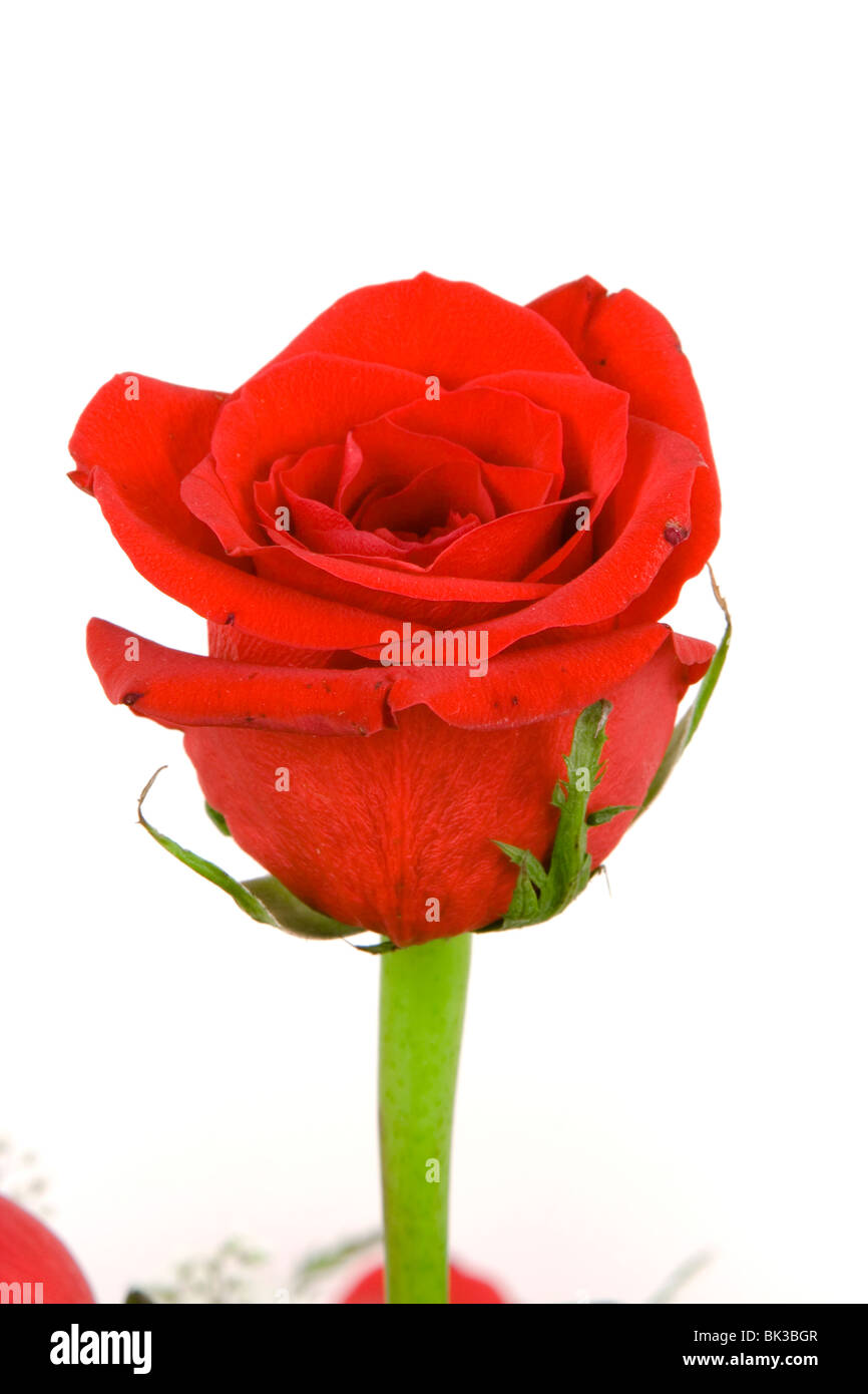 Rose cutout hi-res stock photography and images - Alamy