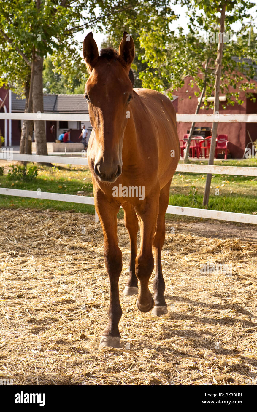 Breeding of purebred Spanish horse, Spain Stock Photo Alamy