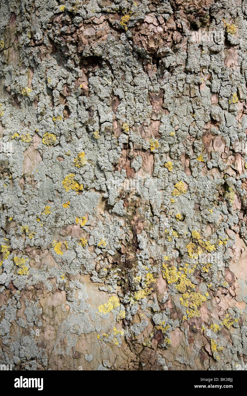 Lichen on Bark Stock Photo
