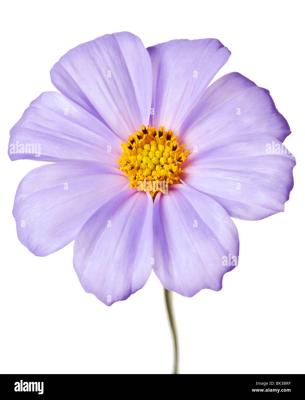lavender daisy isolated on a pure white background Stock Photo