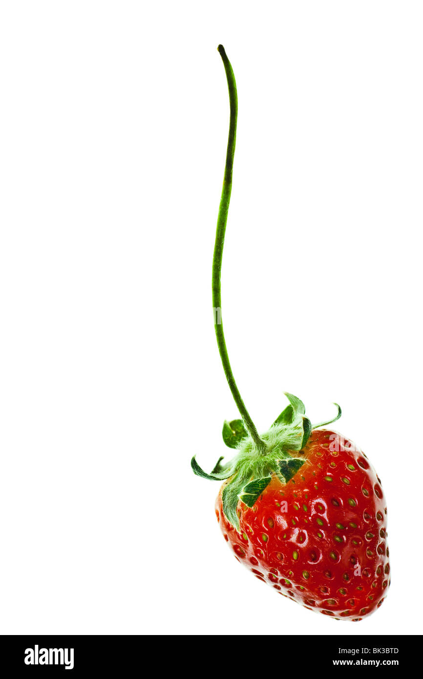 ripe red strawberry with stem isolated on white background Stock Photo ...