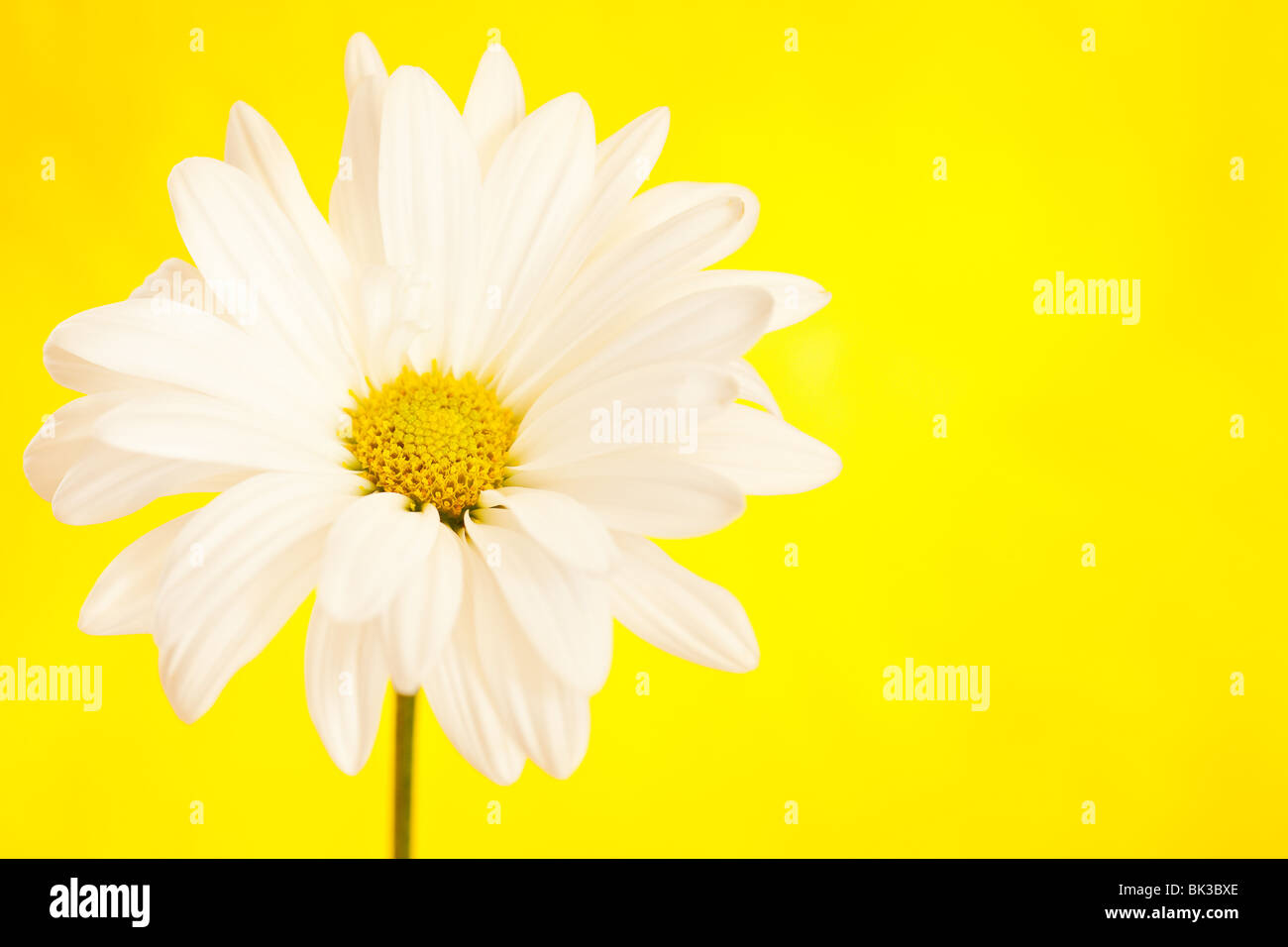 white and yellow daisy on a handpained watercolor background Stock Photo
