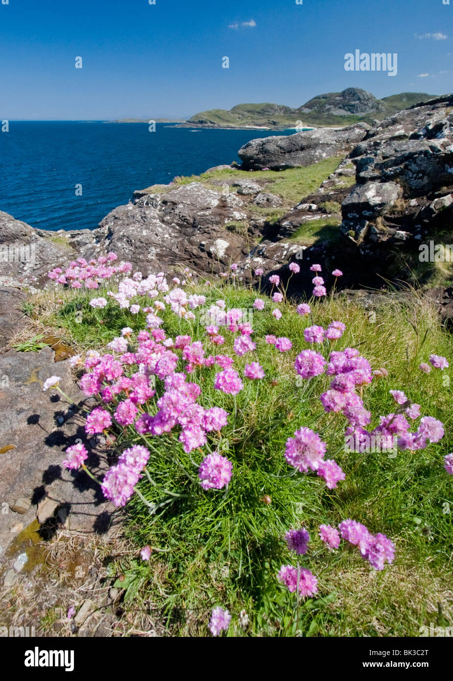 Pink sea Thrift flowers growing on on rocky coastline, Ardnamurchan, Scotland Stock Photo