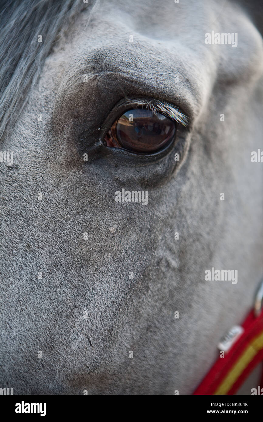 Horse Head Detail, Spain Stock Photo