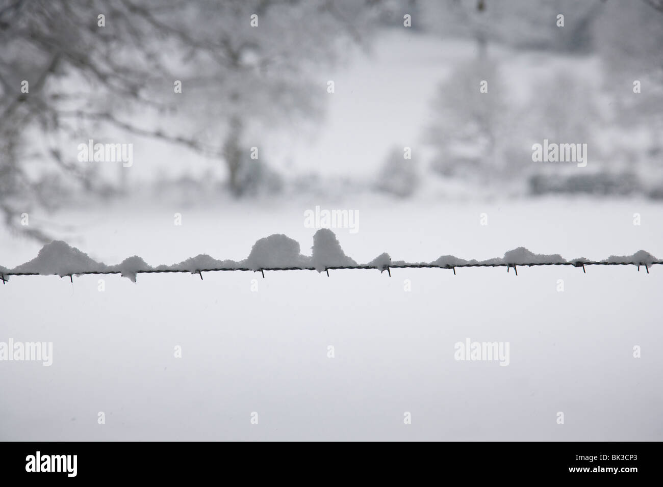 Close-up of snow covered barbed wire, Surrey, England. Stock Photo