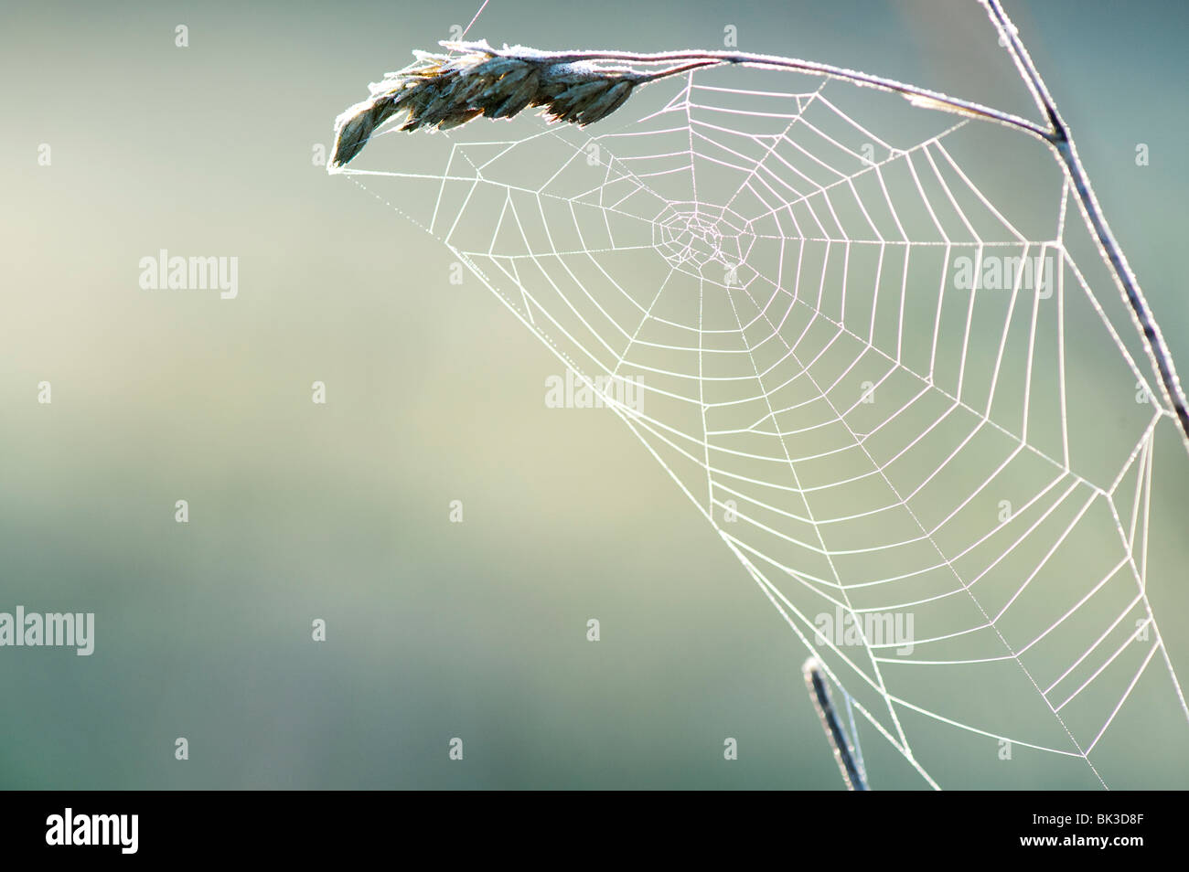 Frosty spiders web on a piece of grass in the English countryside. UK Stock Photo