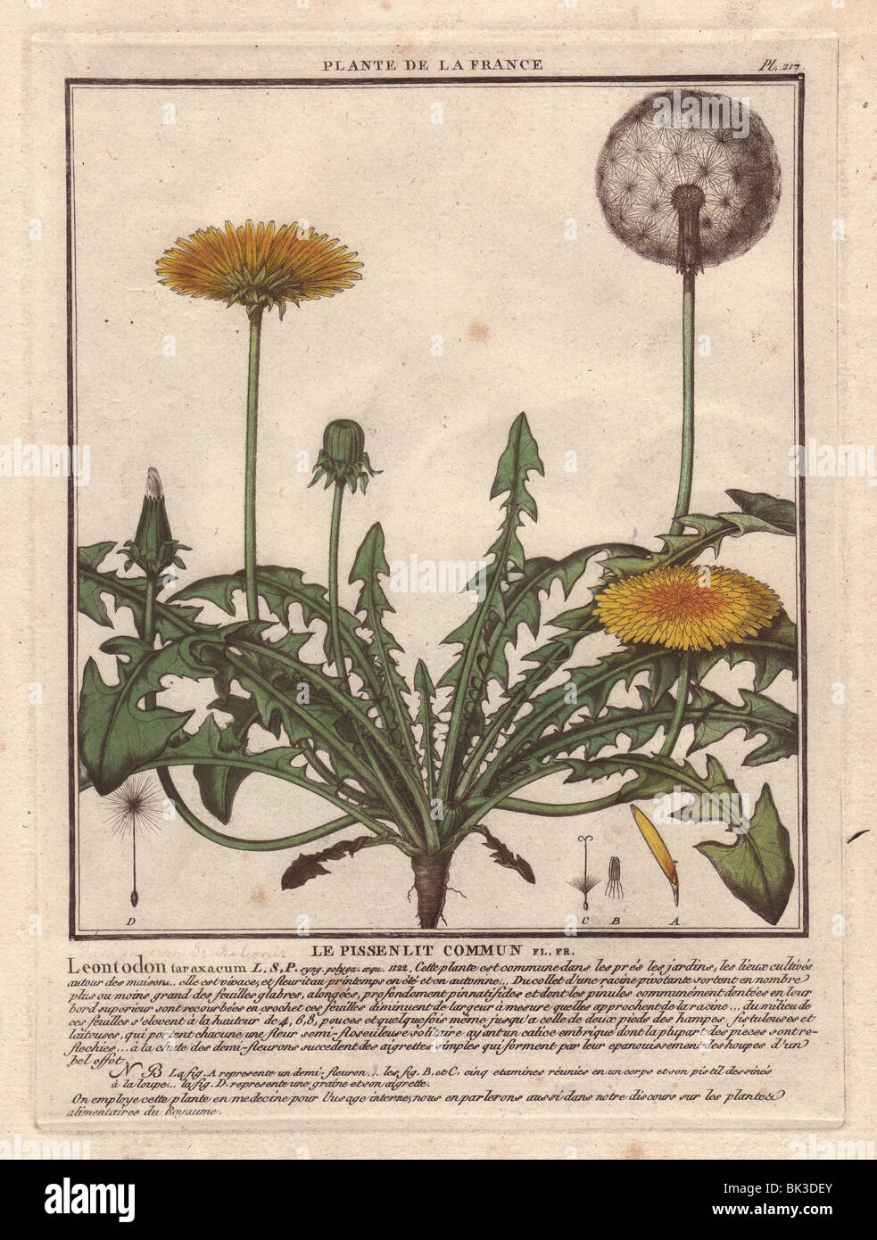 Lesser Hawkbit Leontodon Taraxacoides Le Pissenlit Commun Stock Photo Alamy