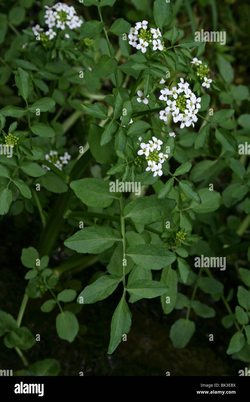 Watercress Nasturtium officinale Taken at Malham, North Yorkshire, UK Stock Photo