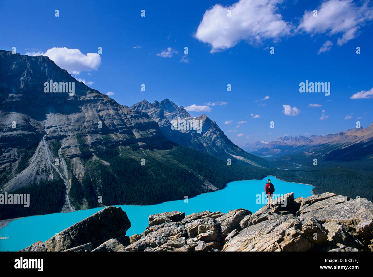 Hiker overlooking Peyto Lake near Bow Summit along the ice fields ...