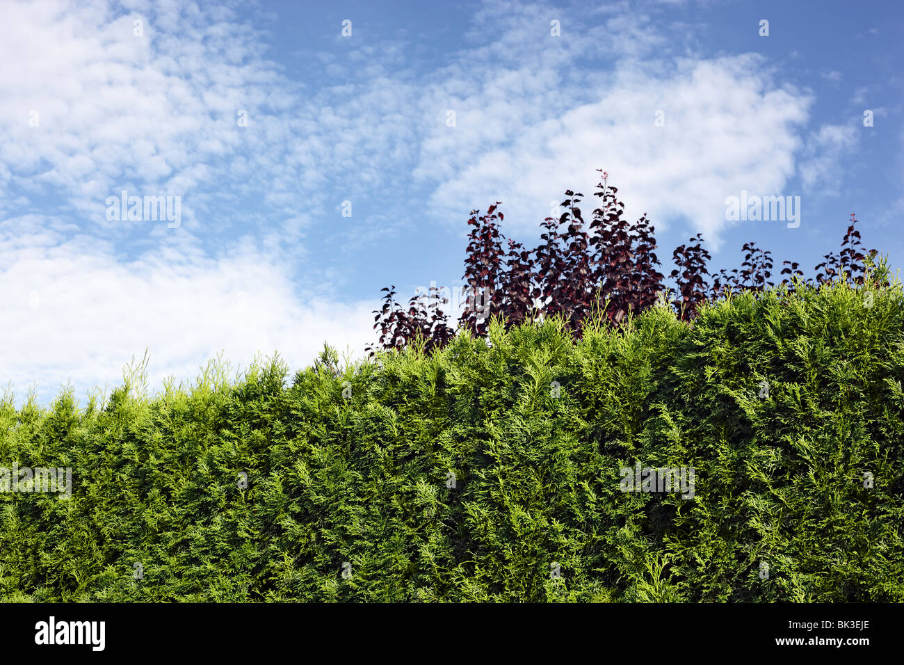Gartenhecke | xxxxx Stock Photo