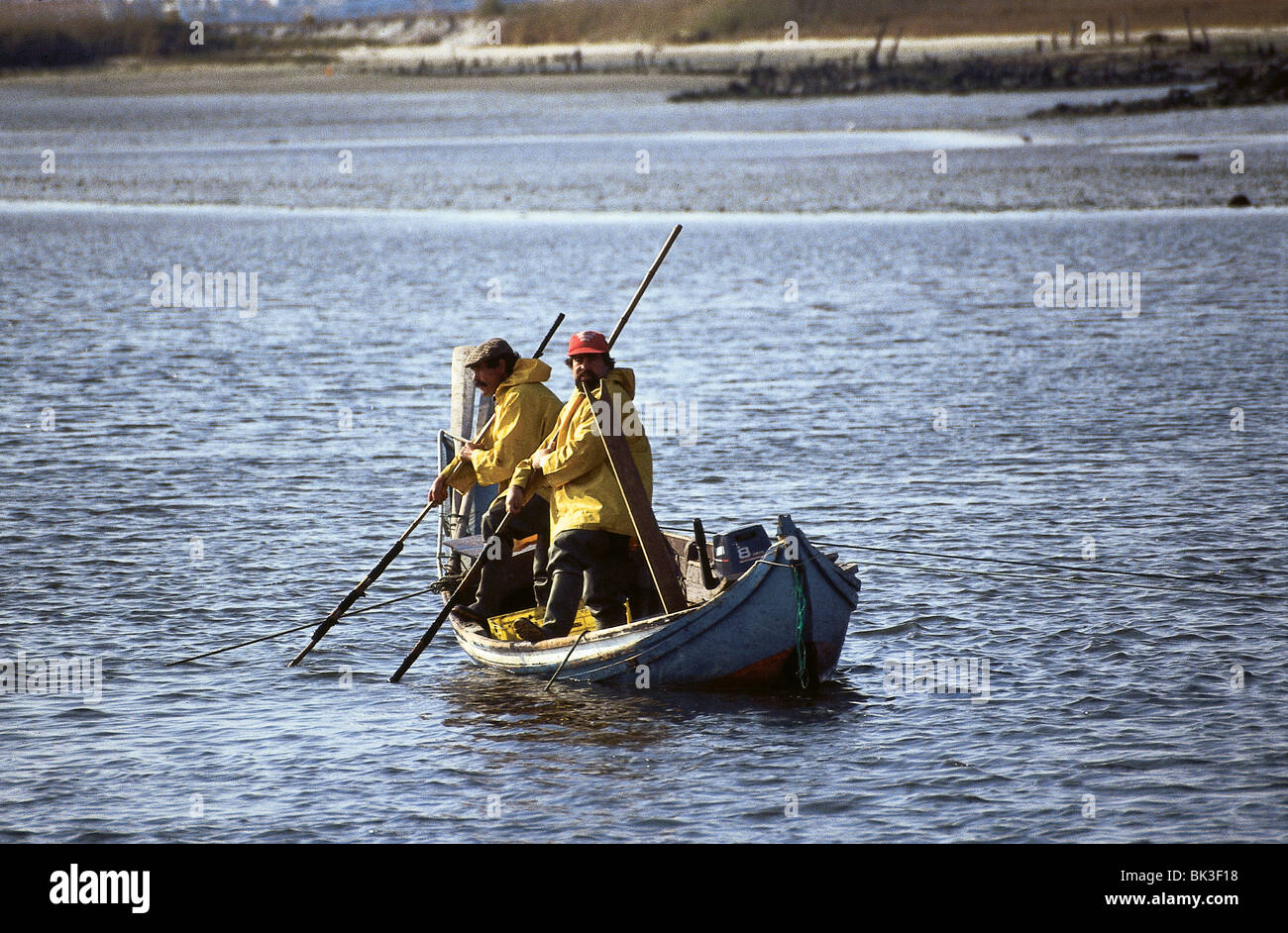 Portuguese commercial fishermen raking the seashore bed for shellfish in Portugal Stock Photo