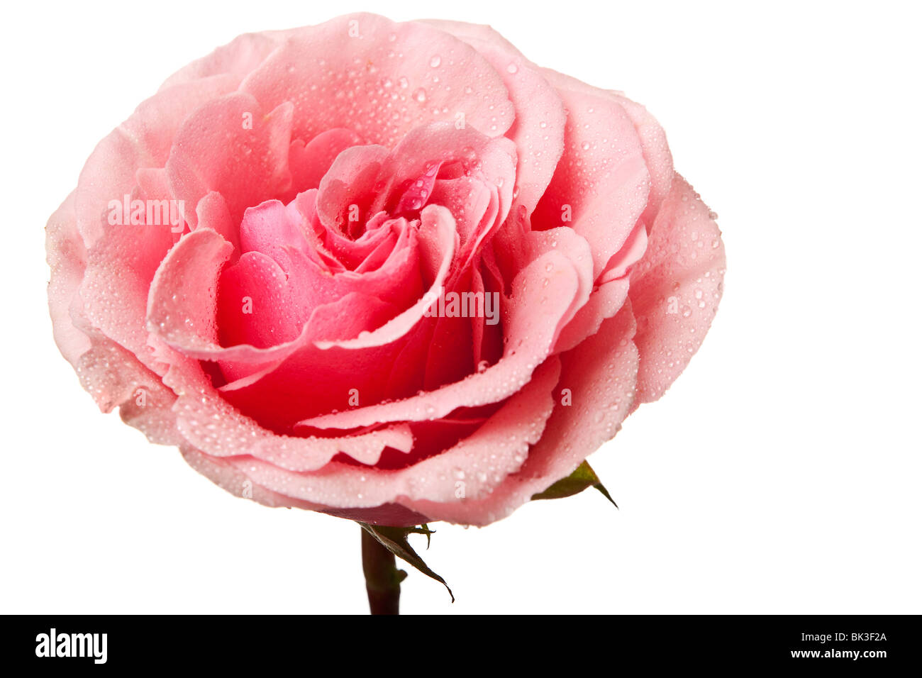 pink rose isolated on a white background Stock Photo - Alamy
