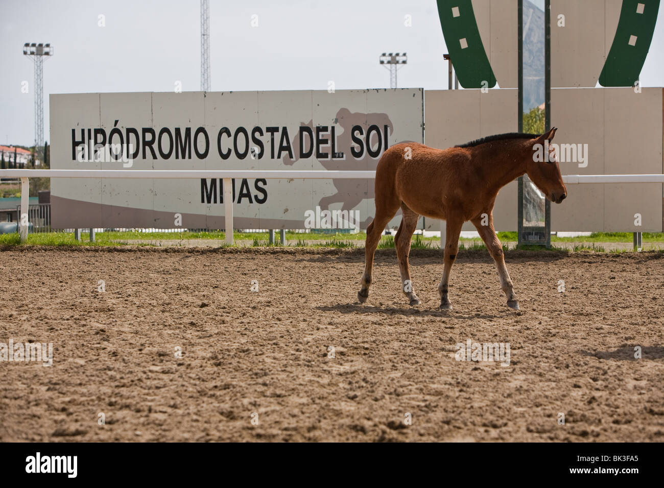 Breeding purebred spanish horse spain hires stock photography and