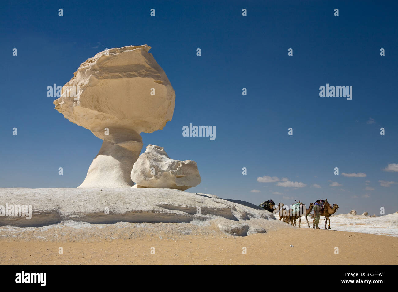 Camels walking close to the sculptural rock forms against a blue sky. The White Desert  near Farafra Oasis, Egypt. Stock Photo