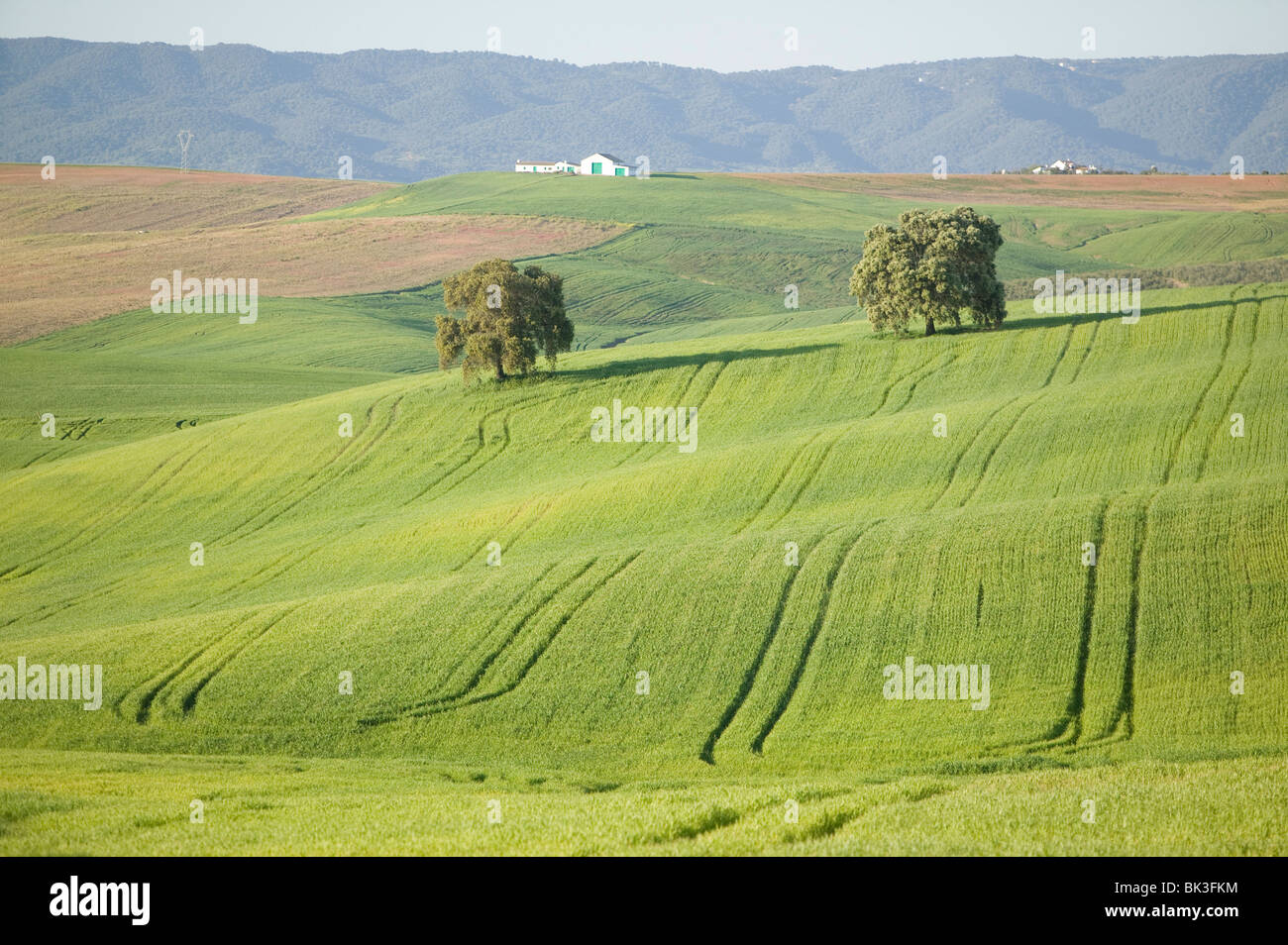farm nature landscape green Cordoba Spain wheat field Stock Photo - Alamy