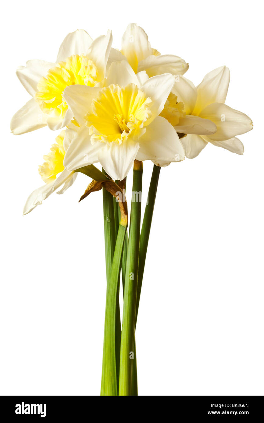 White Spring Daffodil Flower Bunch Isolated on White Background