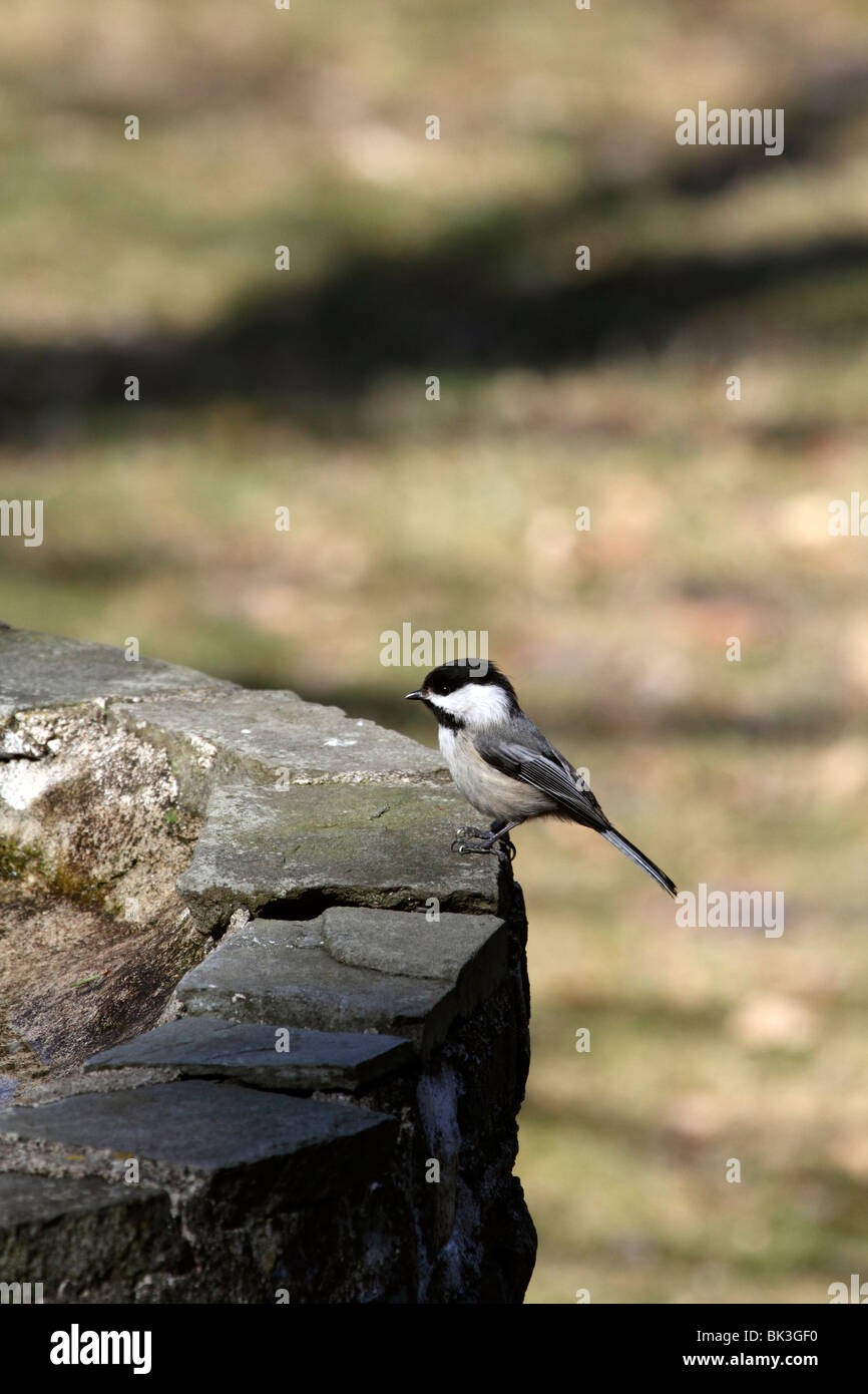 Black-capped Chickadee, Poecile atricapillus, standing on the edge of an old well Stock Photo