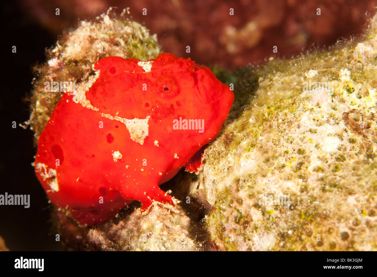Longlure Frogfish (Antennarius multiocellatus), red phase fishing on coral, Bonaire, Netherlands Antilles. Stock Photo