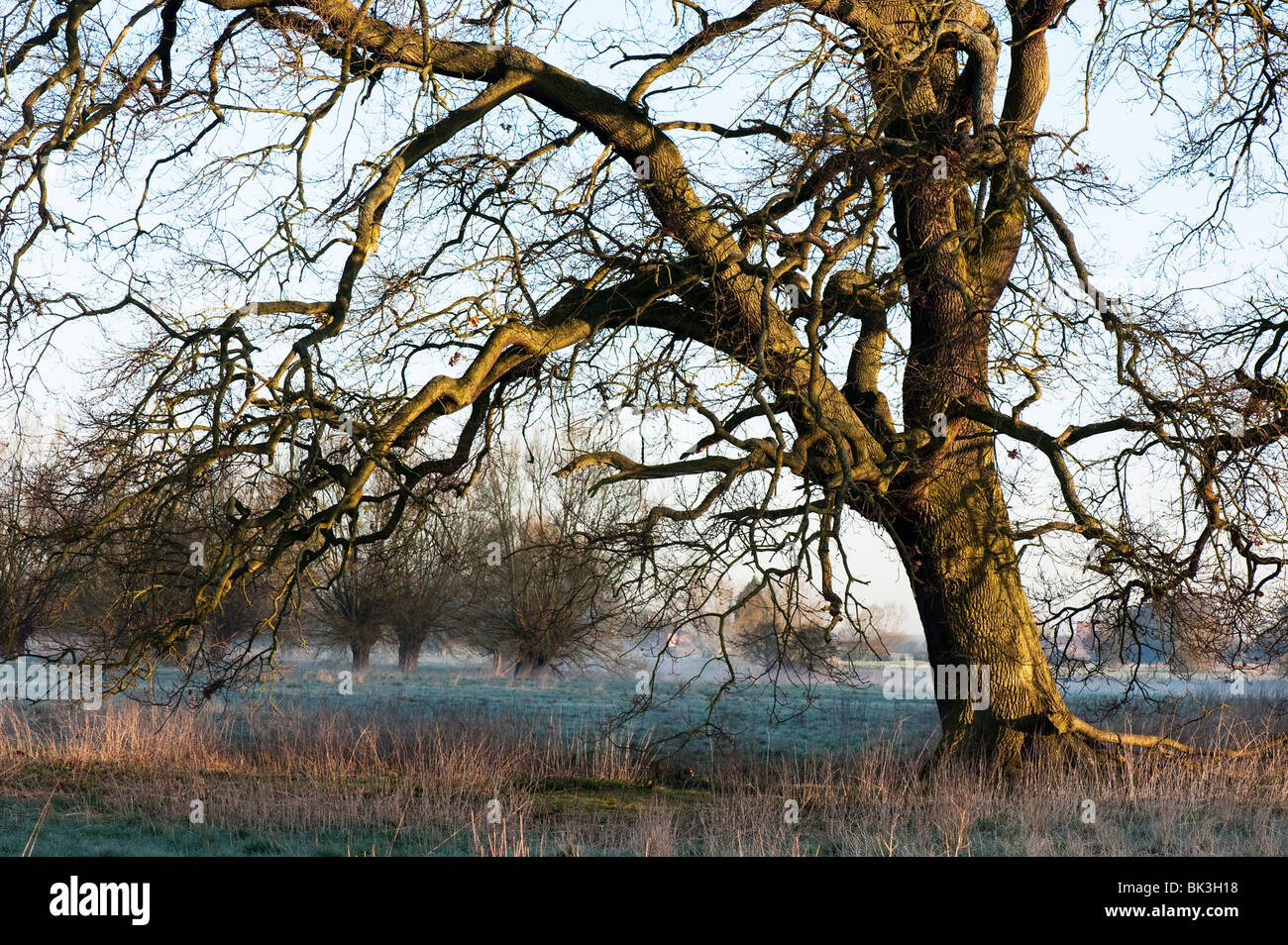 oak trees in winter