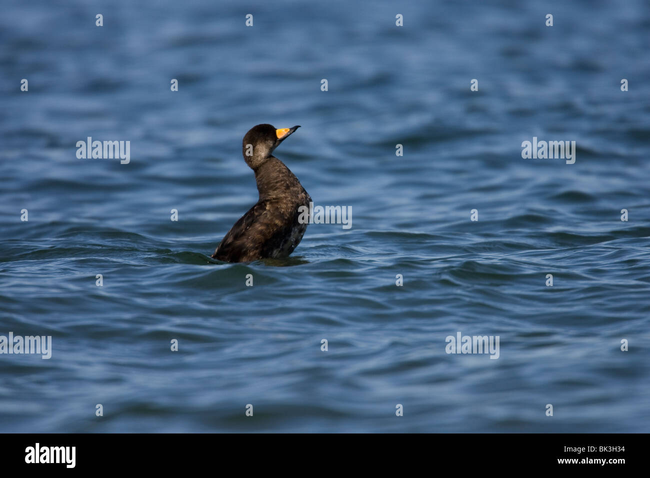 Black Scoter (Melanitta nigra americana), American subspecies, male rearing out of water to flap wings. Stock Photo