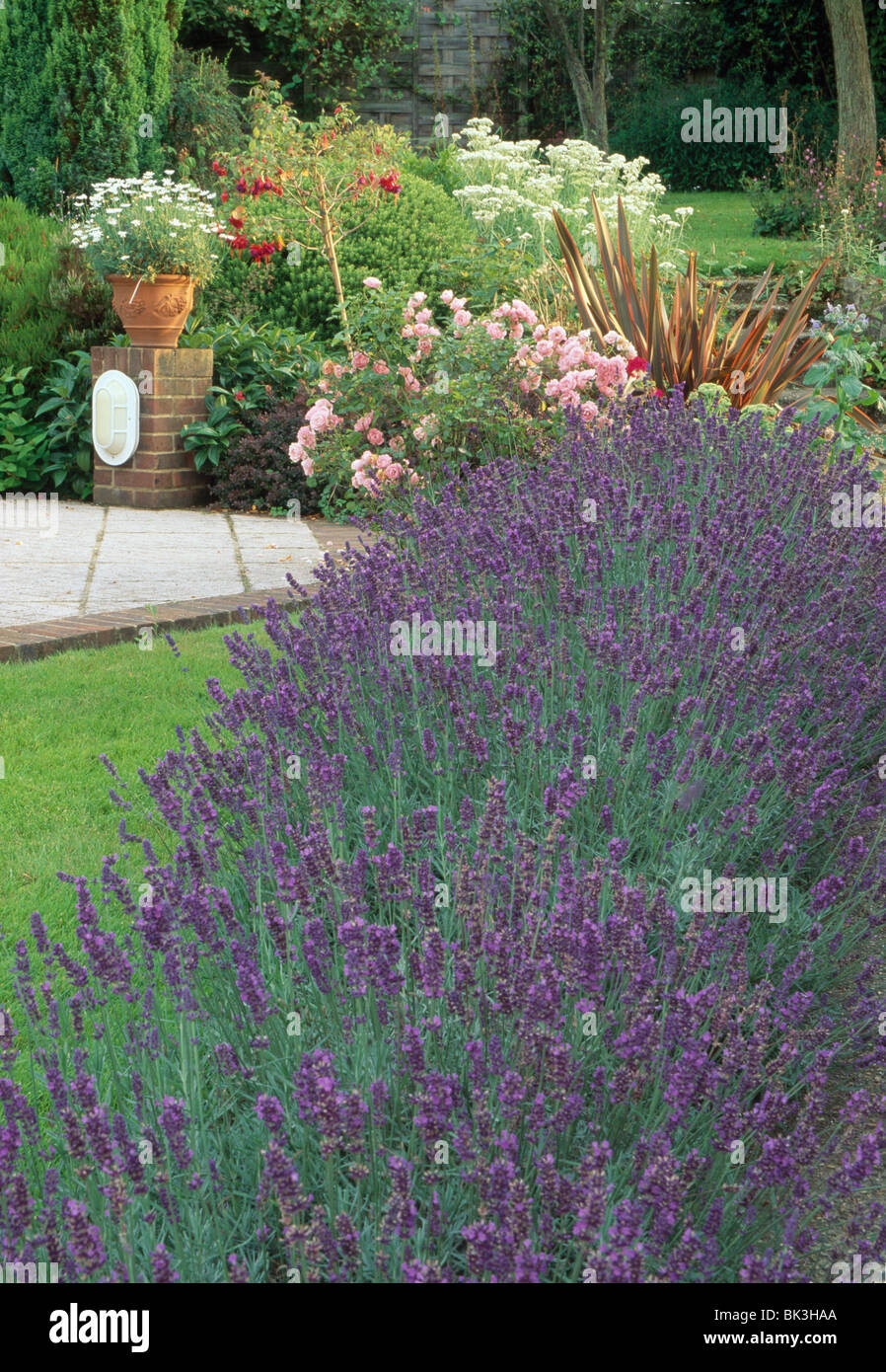 Blue lavender hedge in front of summer border with pink roses and phormium in country garden Stock Photo