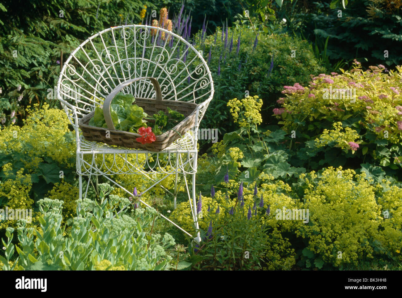 Wooden trug on white wire-work chair in summer border with alchemilla mollis and green sedum Stock Photo