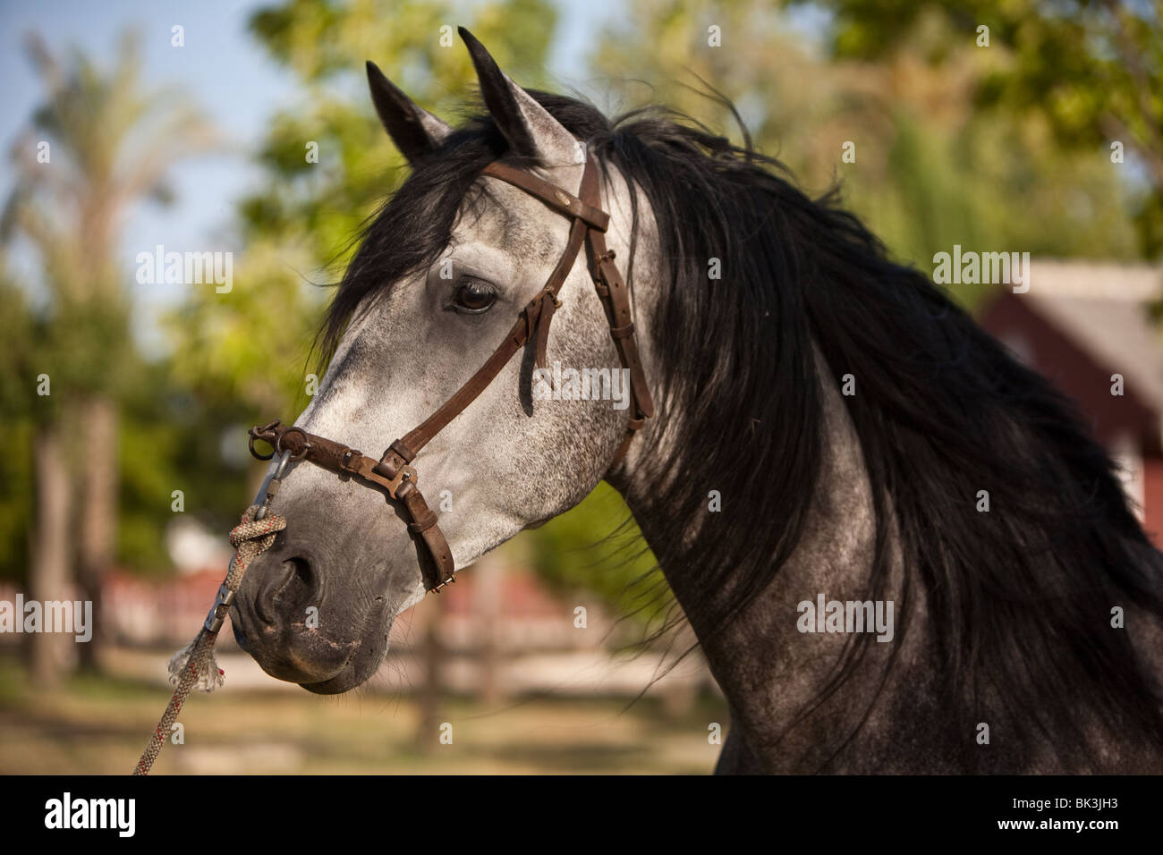 Spanish purebred horse Stock Photo