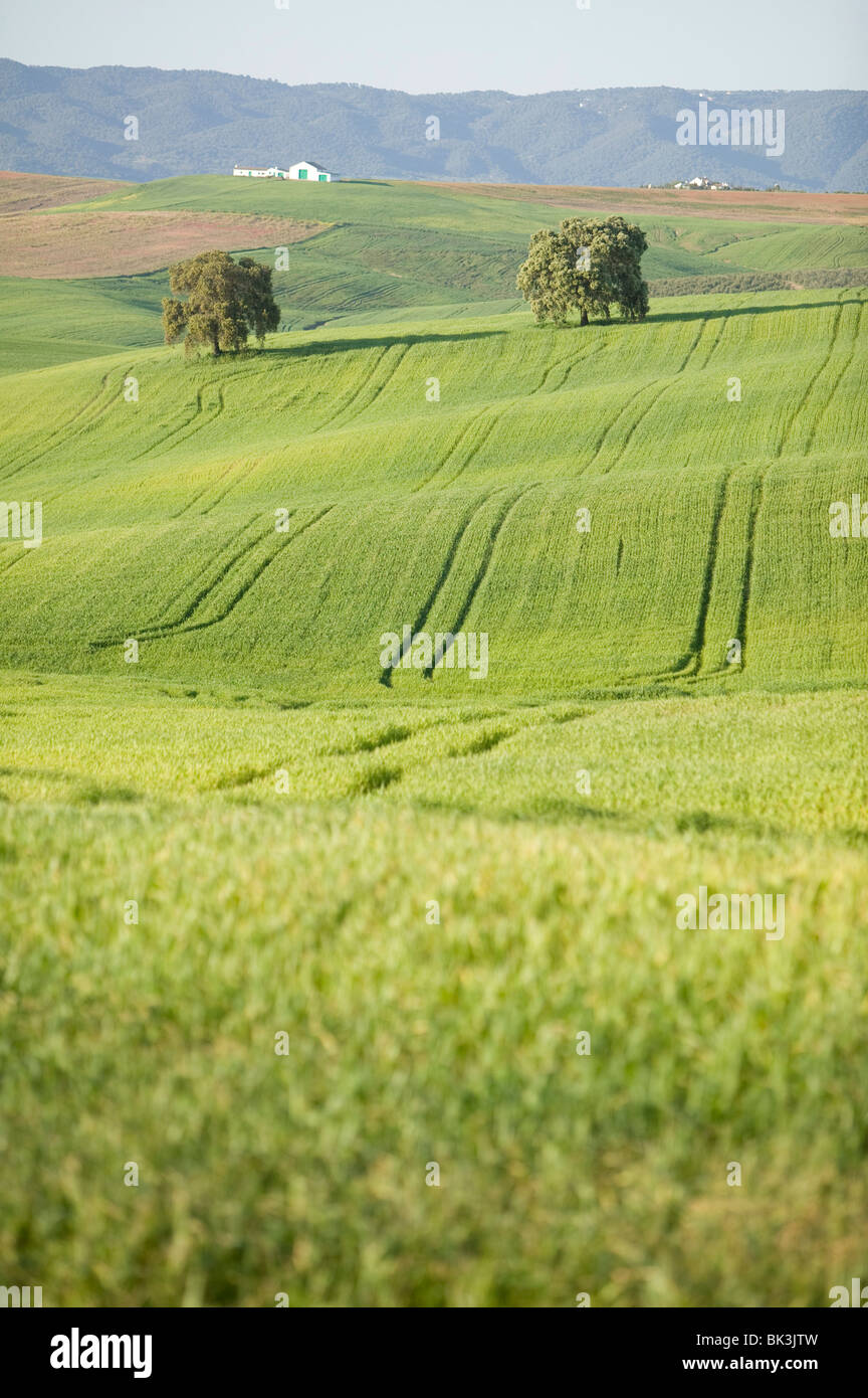 farm nature landscape Cordoba Spain wheat vertical field Stock Alamy
