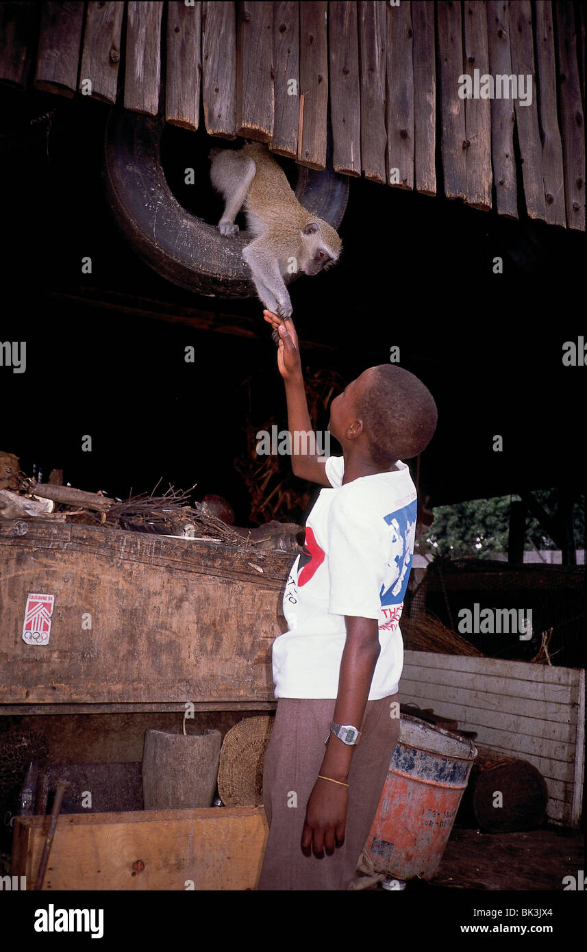 Vervet Monkey in Harare, Zimbabwe Stock Photo Alamy